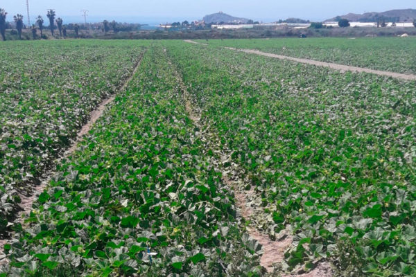melon-house-fair-amarillo-piel-de-sol-03