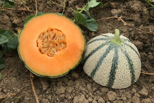 melon-house-fair-cantaloup-kalidor-01