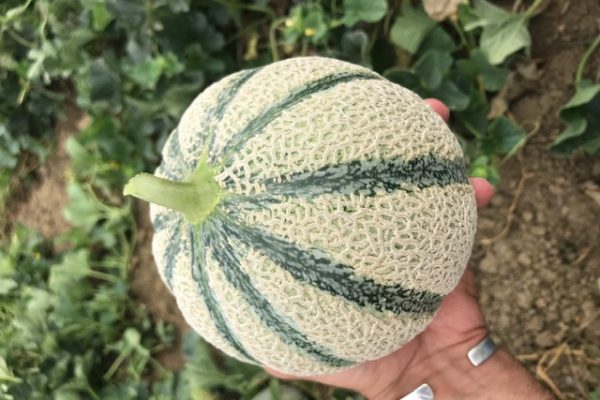 melon-house-fair-cantaloup-kalidor-02