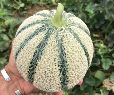 melon-house-fair-cantaloup-kalidor-02