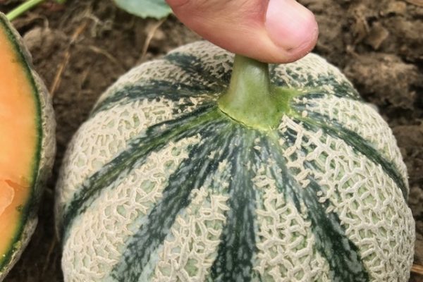 melon-house-fair-cantaloup-kalidor-03