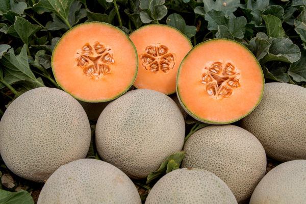 melon-house-fair-cantaloupe-karameza-02