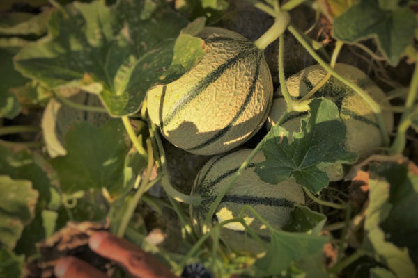 melon-house-fair-cantaloupe-sucredor-01