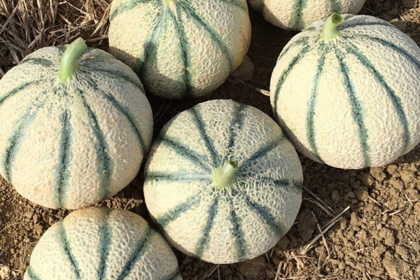 melon-house-fair-cantaloupe-sucredor-02