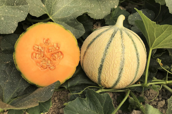 melon-house-fair-charentais-exquiz-01
