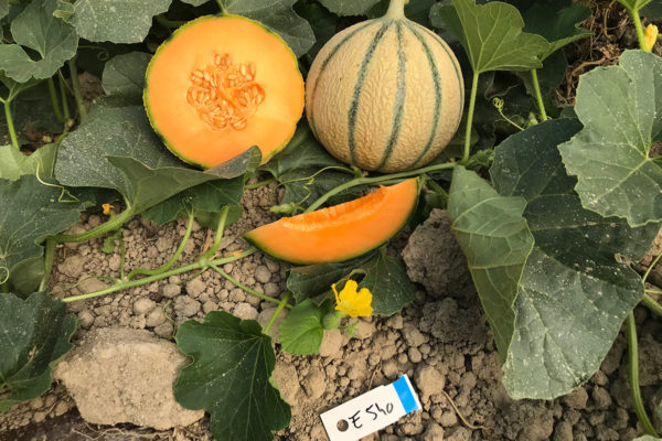 melon-house-fair-charentais-exquiz-02