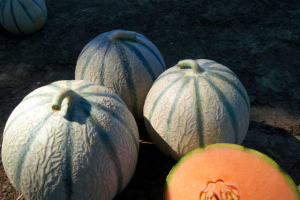 melon-house-fair-charentais-kenza-01 melon-house-fair-charentais-kenza-01