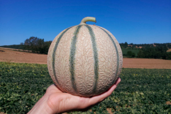 melon-house-fair-charentais-kenza-02 melon-house-fair-charentais-kenza-02