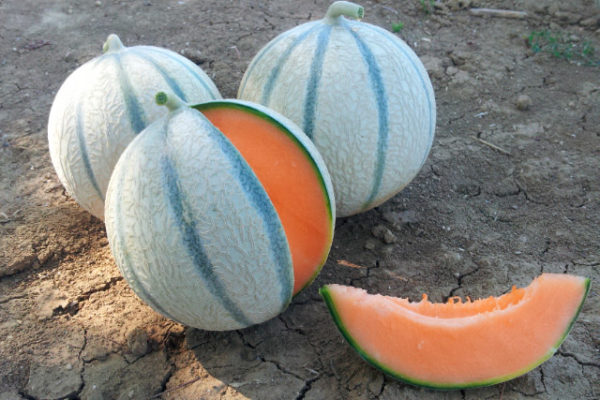 melon-house-fair-charentais-kenza-03 melon-house-fair-charentais-kenza-03