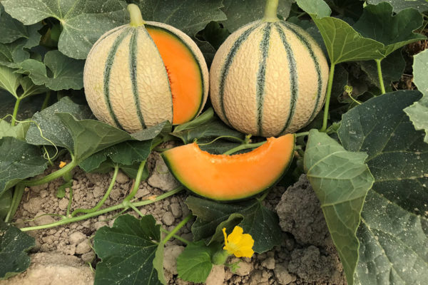 melon-house-fair-charentais-makeba-01