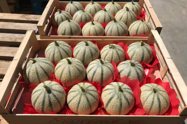 melon-house-fair-charentais-makeba-04