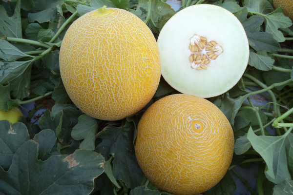 melon-house-fair-galia-sagrado-01
