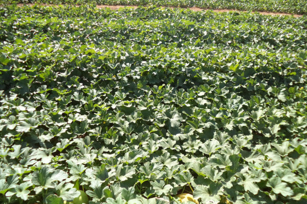 melon-house-fair-galia-sagrado-02