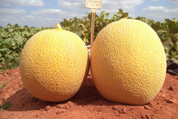 melon-house-fair-galia-sagrado-03