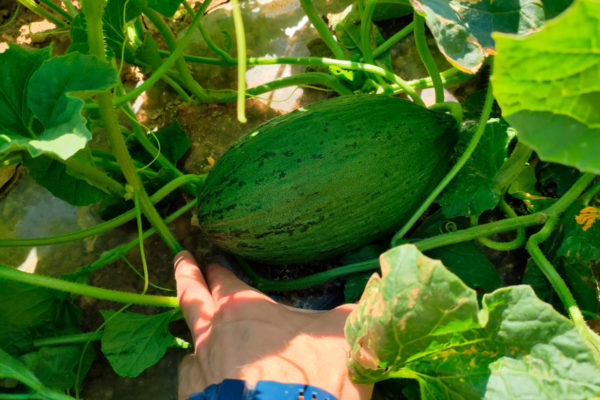 melon-house-fair-piel-de-sapo-campuzano-01