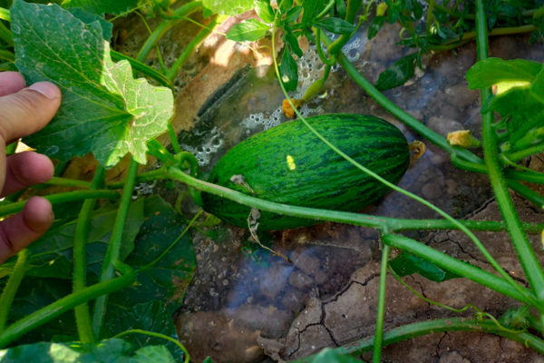 melon-house-fair-piel-de-sapo-campuzano-02