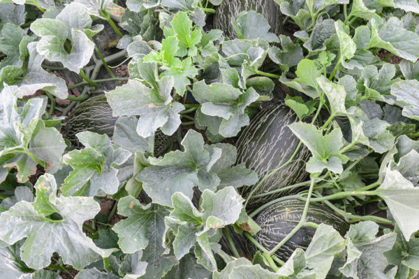 melon-house-fair-piel-de-sapo-osorio-01