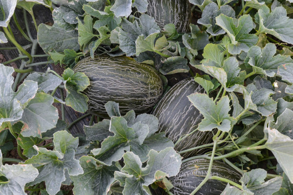 melon-house-fair-piel-de-sapo-osorio-02