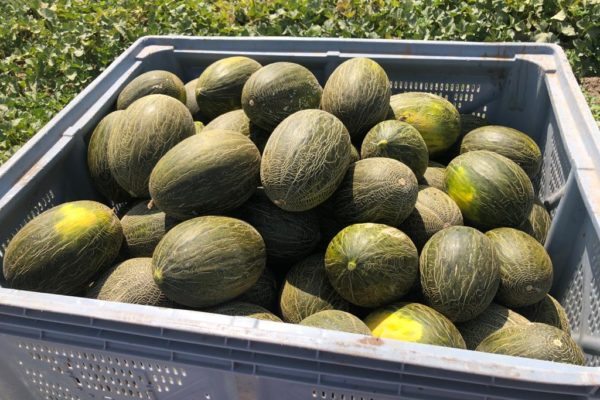 melon-house-fair-piel-de-sapo-osorio-05