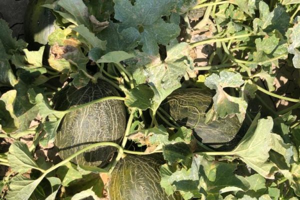 melon-house-fair-piel-de-sapo-osorio-06