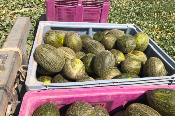 melon-house-fair-piel-de-sapo-osorio-07