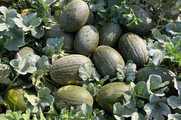 melon-house-fair-almaden