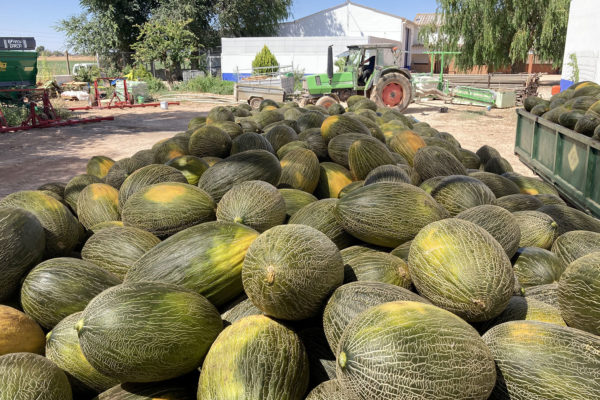 enza-zaden-melon-house-fair-piel-de-sapo-almaden-01