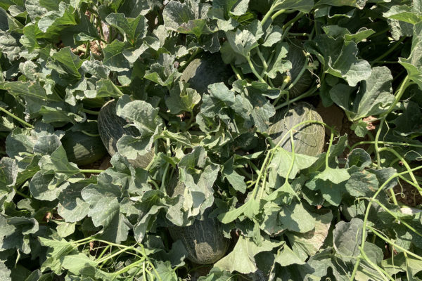 enza-zaden-melon-house-fair-piel-de-sapo-almaden-02