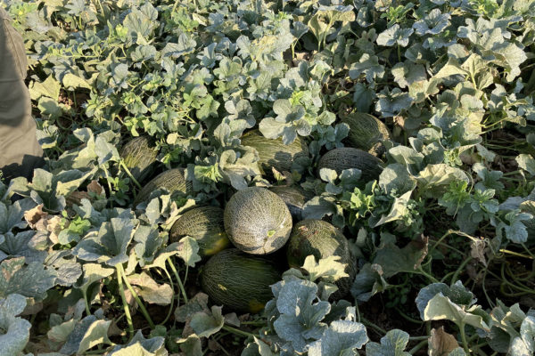 enza-zaden-melon-house-fair-piel-de-sapo-almaden-03