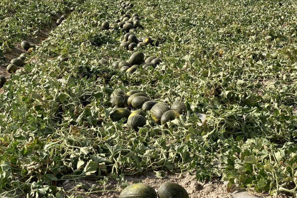 enza-zaden-melon-house-fair-piel-de-sapo-almaden-05