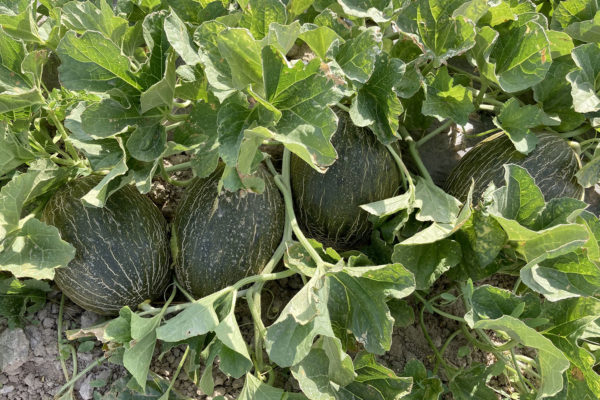 enza-zaden-melon-house-fair-piel-de-sapo-almaden-06