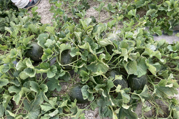 enza-zaden-melon-house-fair-piel-de-sapo-almaden-07