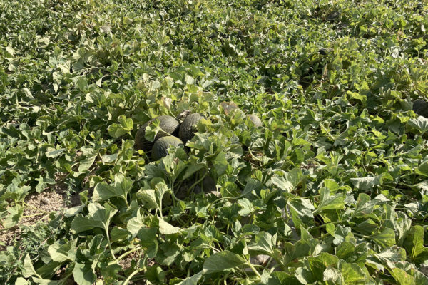 enza-zaden-melon-house-fair-piel-de-sapo-almaden-08