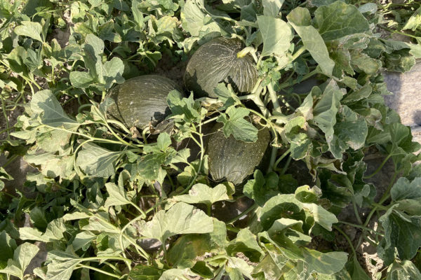 enza-zaden-melon-house-fair-piel-de-sapo-almaden-10