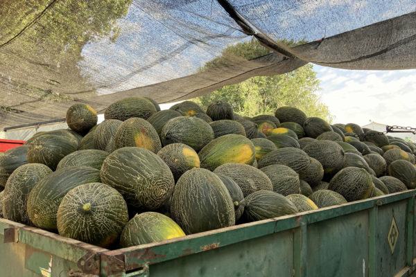 enza-zaden-melon-house-fair-piel-de-sapo-almaden-11