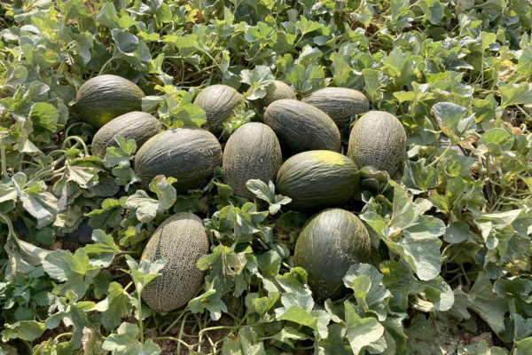 enza-zaden-melon-house-fair-piel-de-sapo-almaden-12