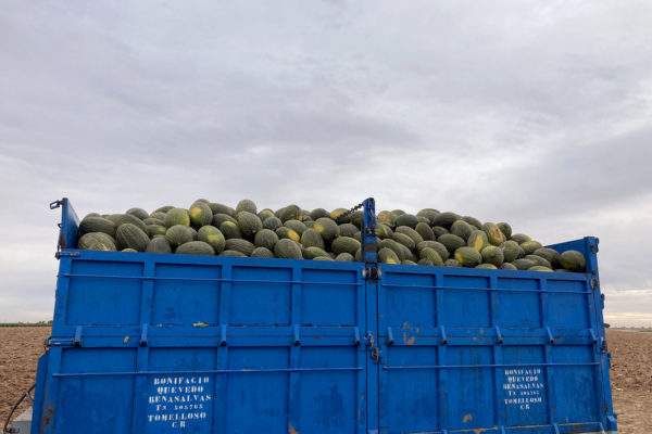 enza-zaden-melon-house-fair-piel-de-sapo-almaden-13
