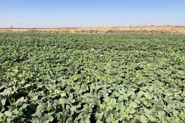 enza-zaden-melon-house-fair-piel-de-sapo-almaden-14