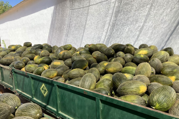 enza-zaden-melon-house-fair-piel-de-sapo-almaden-15
