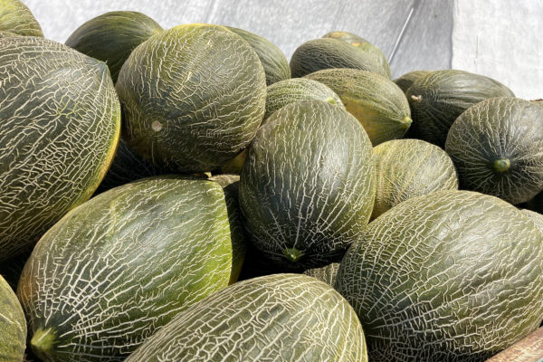 enza-zaden-melon-house-fair-piel-de-sapo-almaden-16