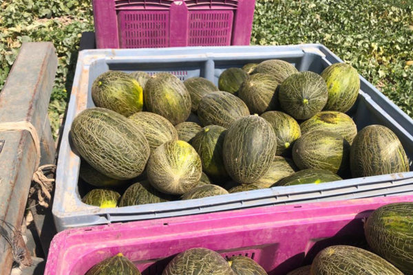 enza-zaden-melon-house-fair-piel-de-sapo-almaden-17