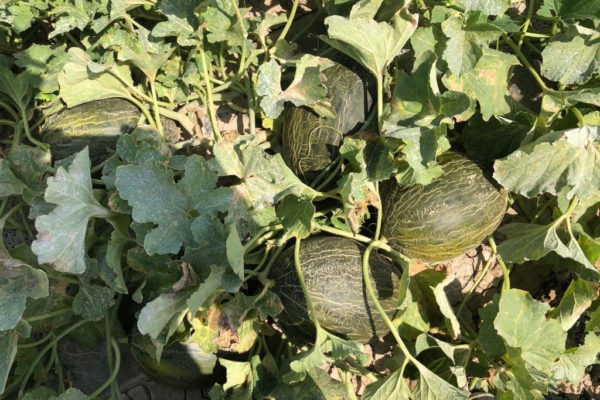 enza-zaden-melon-house-fair-piel-de-sapo-almaden-18