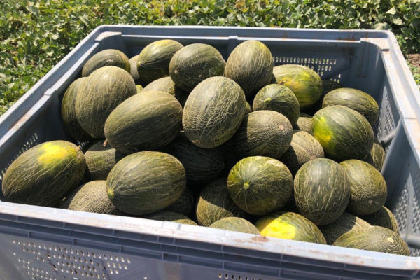 enza-zaden-melon-house-fair-piel-de-sapo-almaden-19