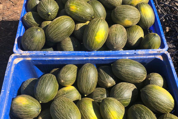 enza-zaden-melon-house-fair-piel-de-sapo-camacho-01