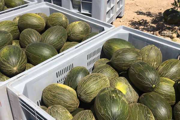 enza-zaden-melon-house-fair-piel-de-sapo-camacho-02