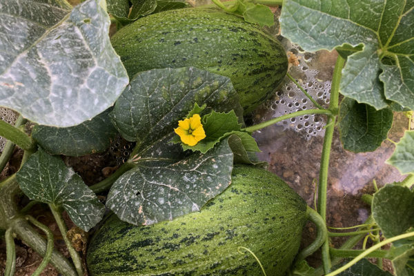 enza-zaden-melon-house-fair-piel-de-sapo-camacho-03