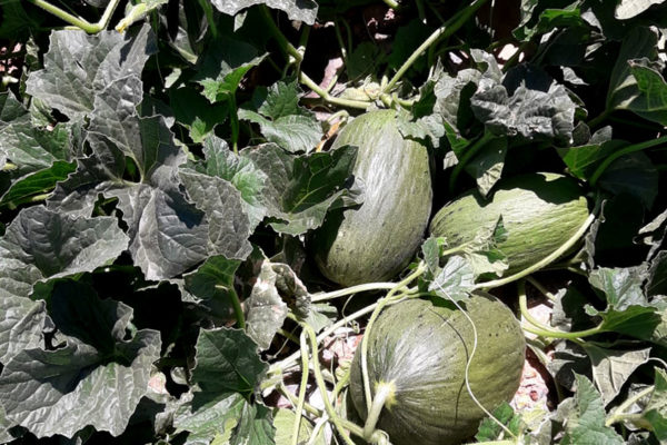 enza-zaden-melon-house-fair-piel-de-sapo-camacho-04