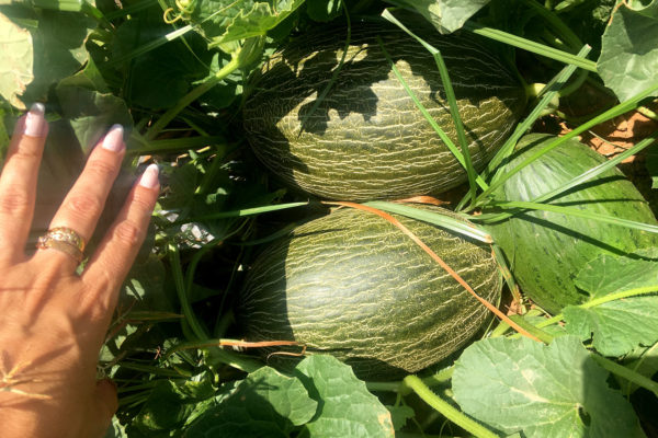 enza-zaden-melon-house-fair-piel-de-sapo-camacho-05
