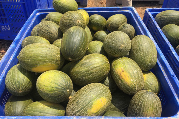enza-zaden-melon-house-fair-piel-de-sapo-camacho-06