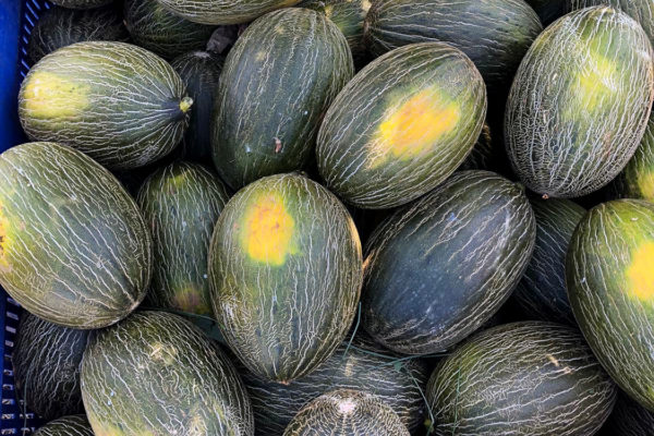 enza-zaden-melon-house-fair-piel-de-sapo-camacho-07